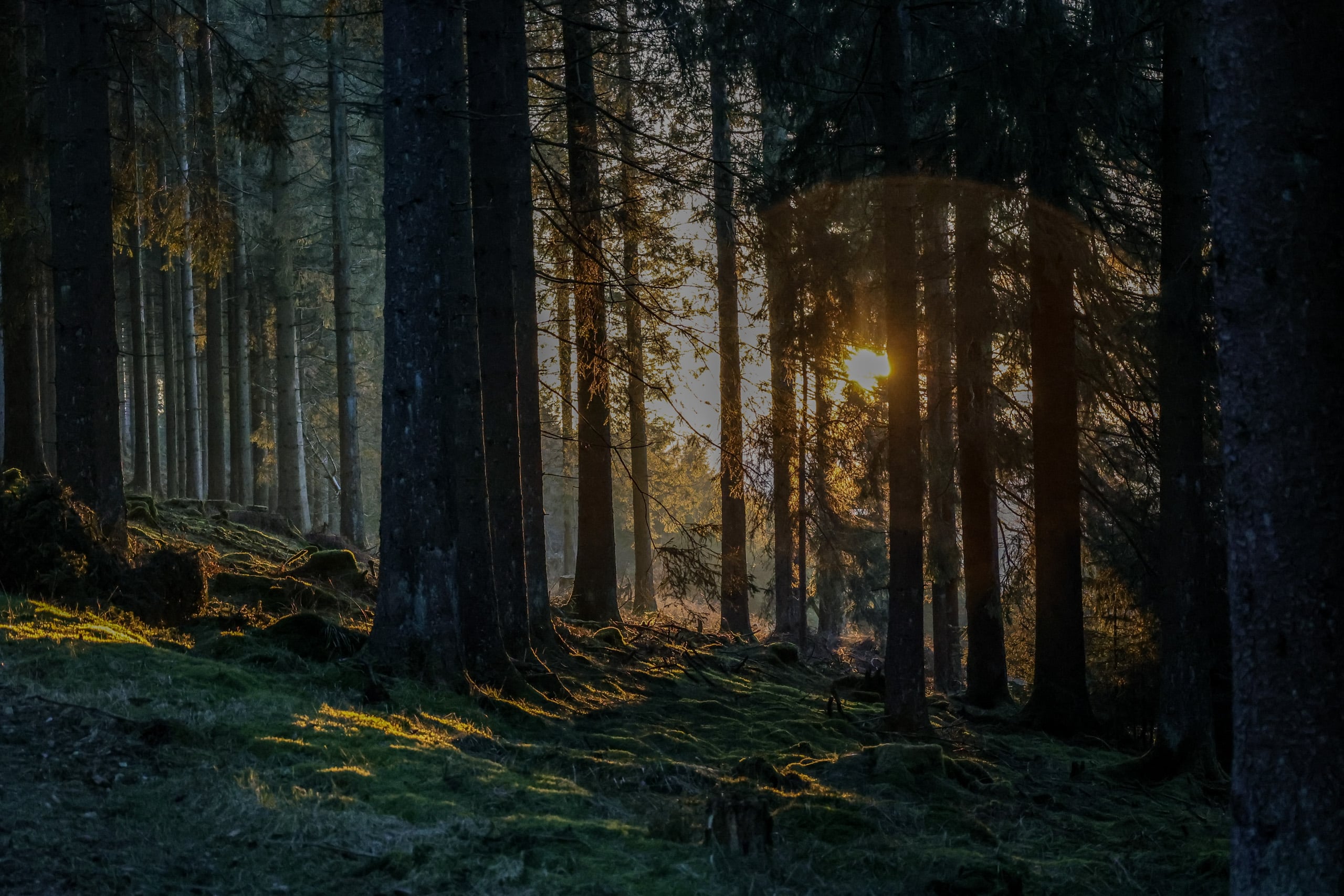 Winterberg Wald Wandern